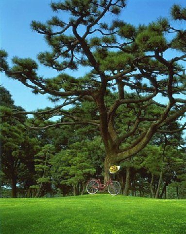 Outdoor Pictures 24