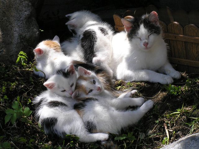 Outdoor Pictures 8