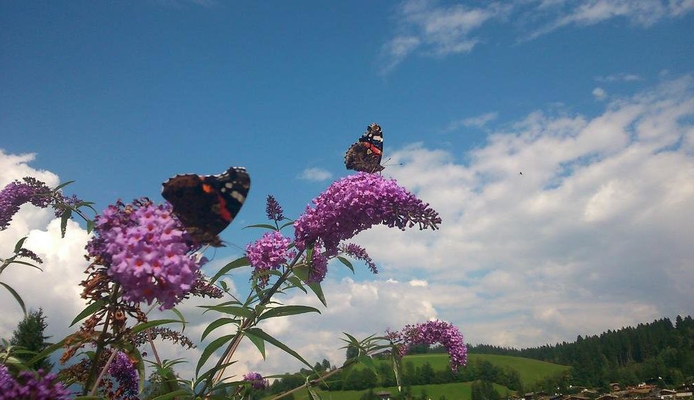 Outdoor Pictures 19