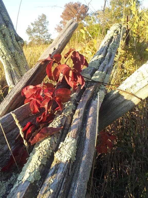 Outdoor Pictures 19
