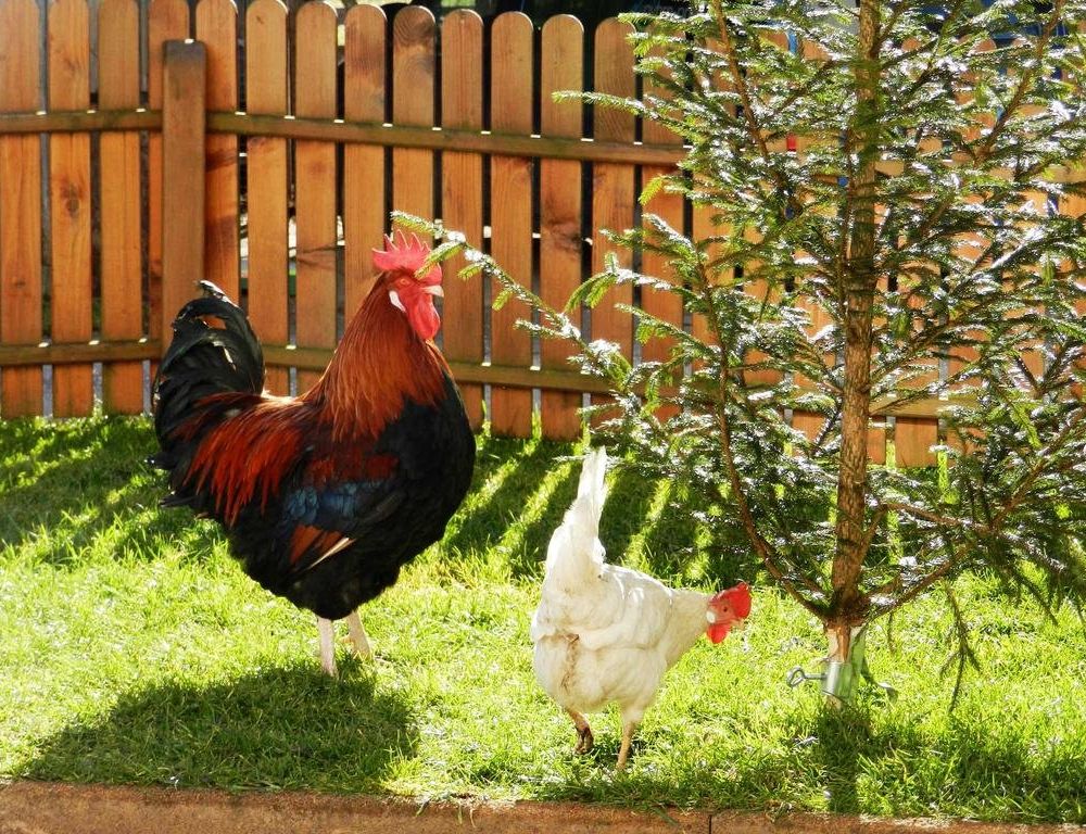 Outdoor Pictures 15