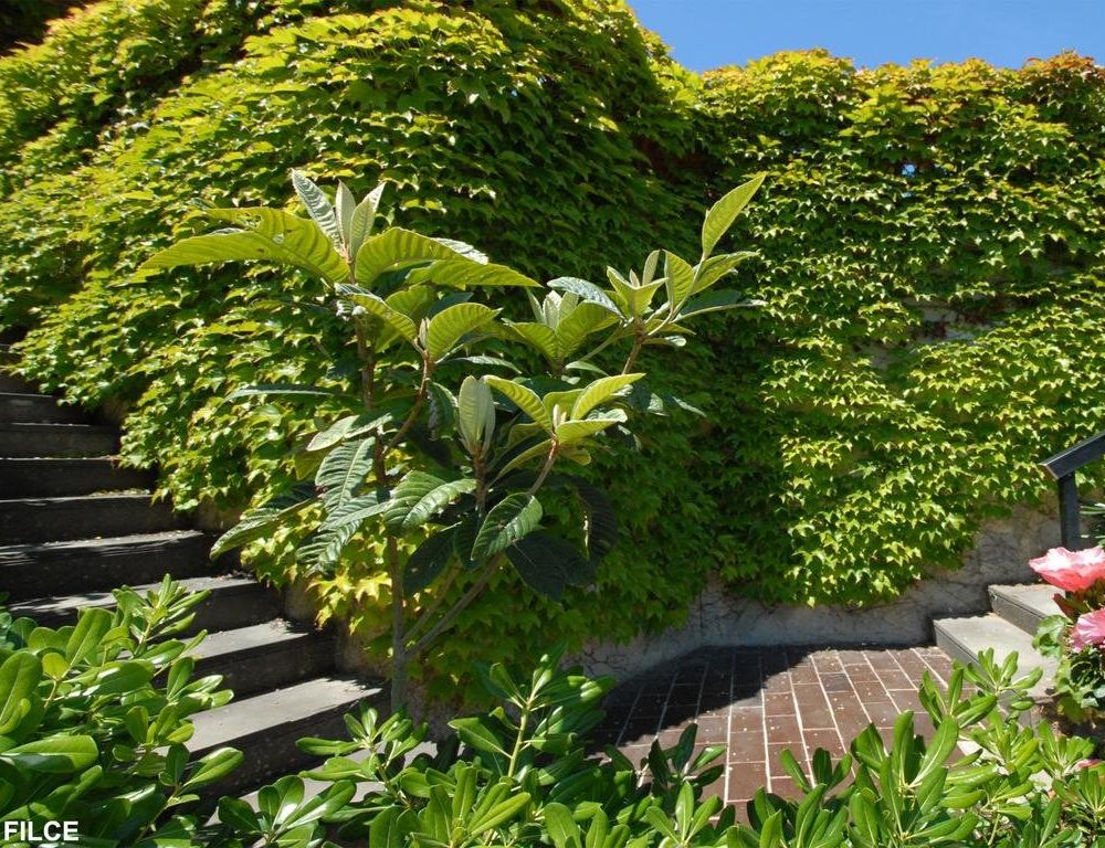 Outdoor Pictures 19