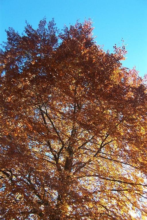 Outdoor Pictures 21