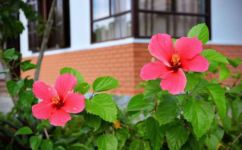 Outdoor Pictures 11