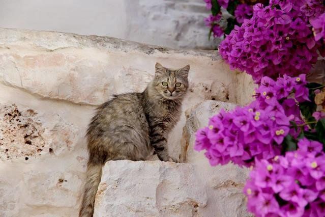 Outdoor Pictures 12