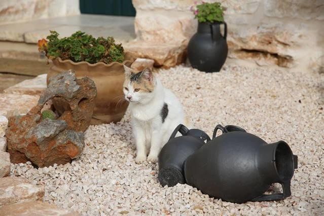 Outdoor Pictures 8