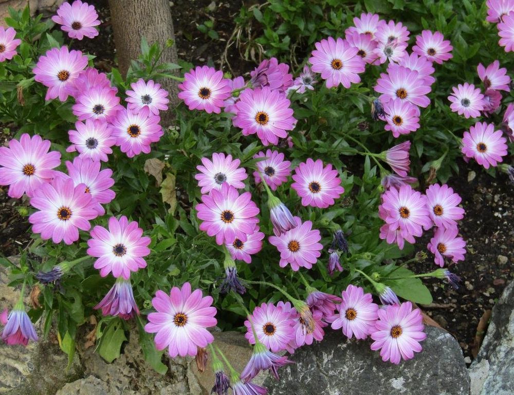Outdoor Pictures 14