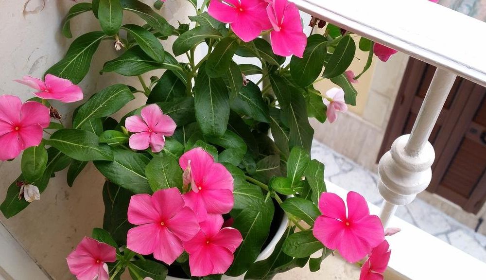Outdoor Pictures 21