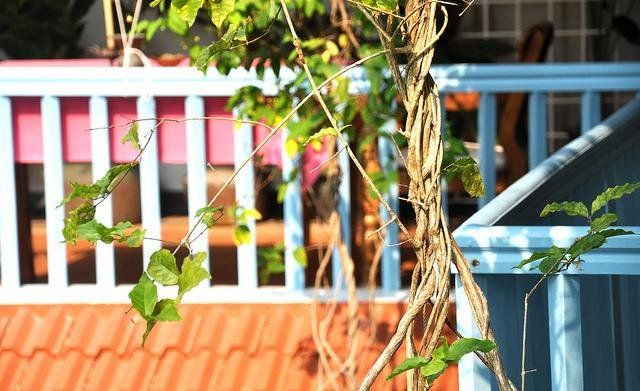 Outdoor Pictures 13