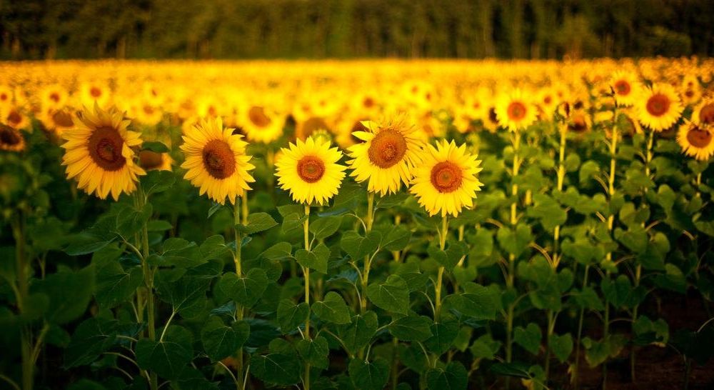 Outdoor Pictures 15