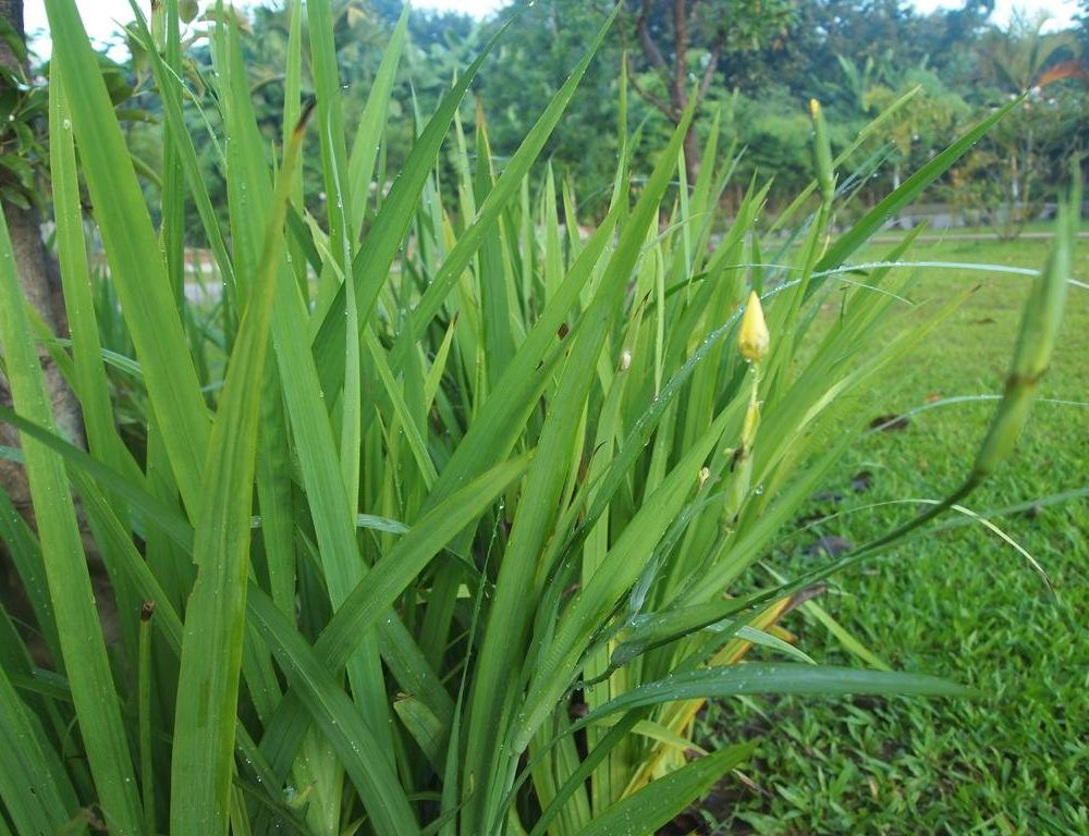 Outdoor Pictures 21