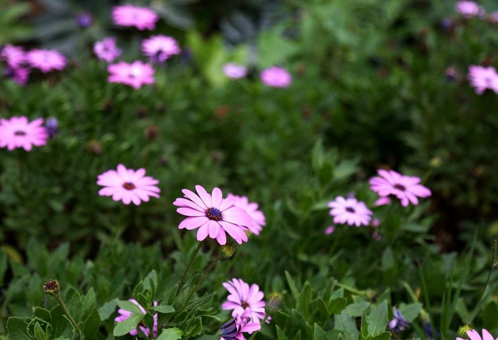 Outdoor Pictures 24