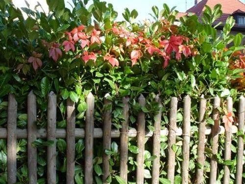 Outdoor Pictures 15
