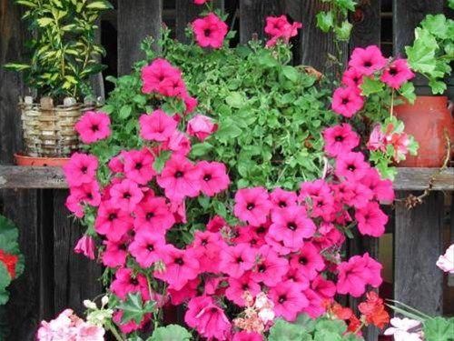 Outdoor Pictures 14