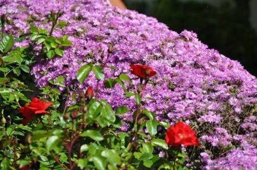 Outdoor Pictures 14