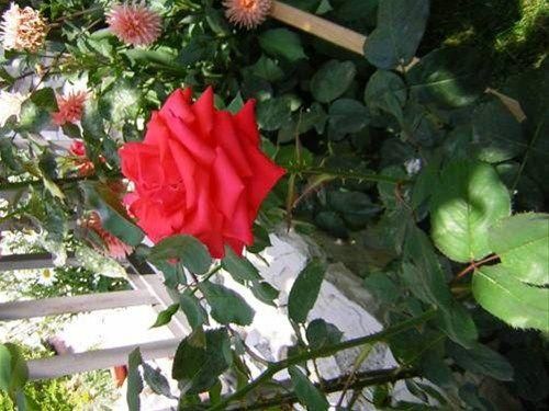Outdoor Pictures 14
