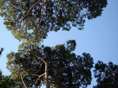 Outdoor Pictures 22