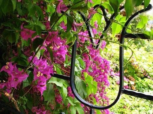 Outdoor Pictures 19
