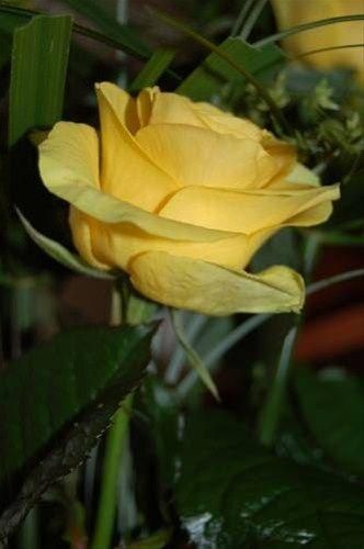 Outdoor Pictures 17