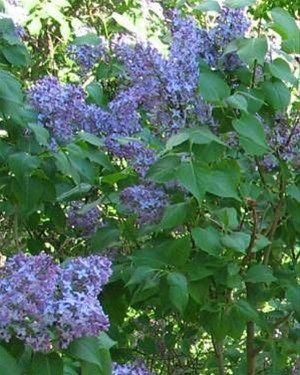 Outdoor Pictures 10
