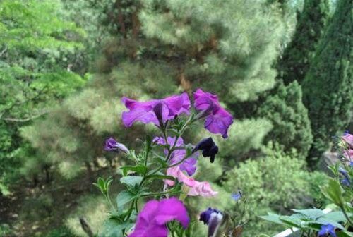 Outdoor Pictures 20
