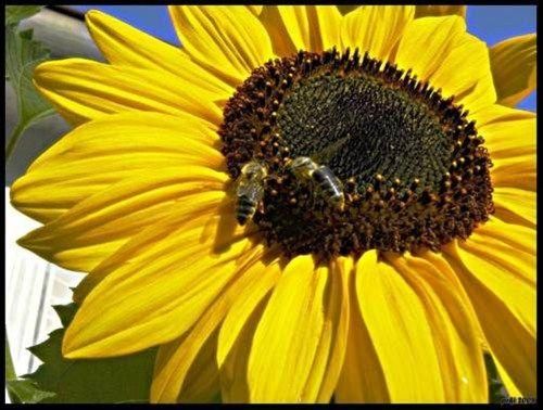 Outdoor Pictures 15