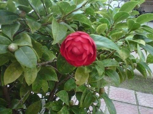 Outdoor Pictures 20