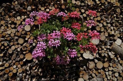 Outdoor Pictures 21
