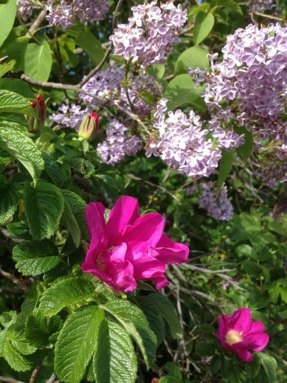 Outdoor Pictures 8