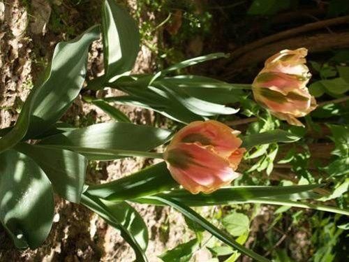 Outdoor Pictures 23