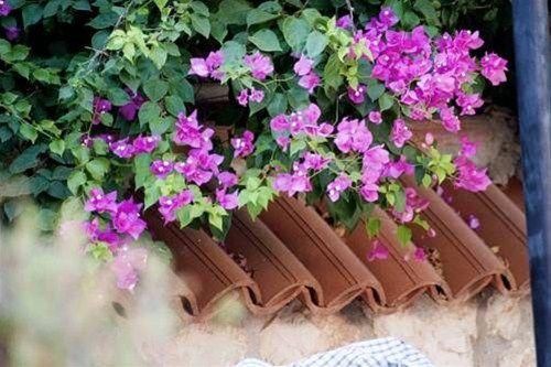 Outdoor Pictures 20