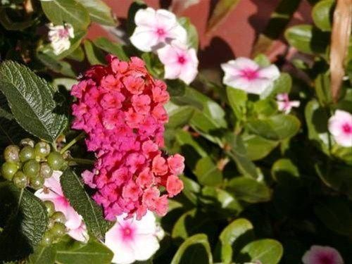 Outdoor Pictures 21