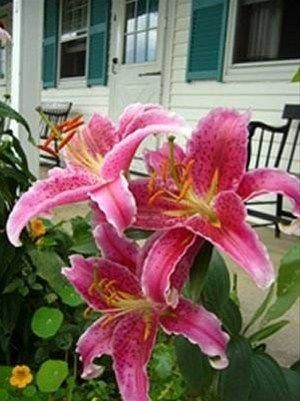 Outdoor Pictures 11