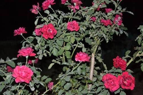 Outdoor Pictures 15