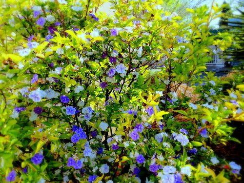 Outdoor Pictures 23