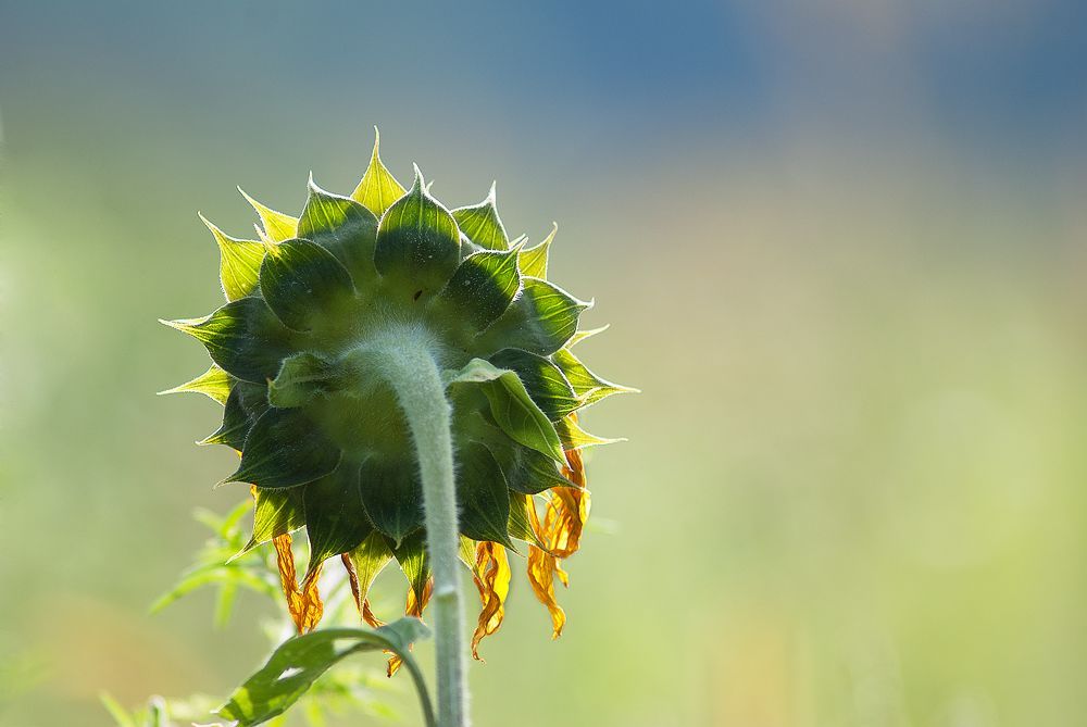 Outdoor Pictures 21