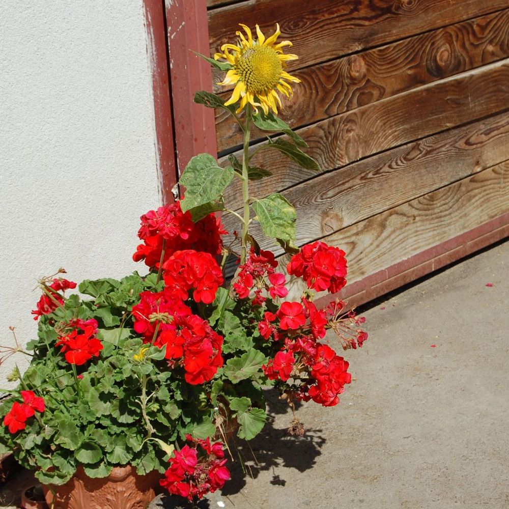 Outdoor Pictures 15
