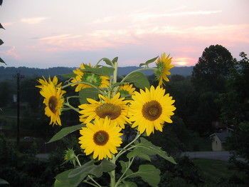 Outdoor Pictures 21