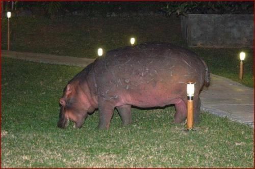 HIPPO HIDEAWAY