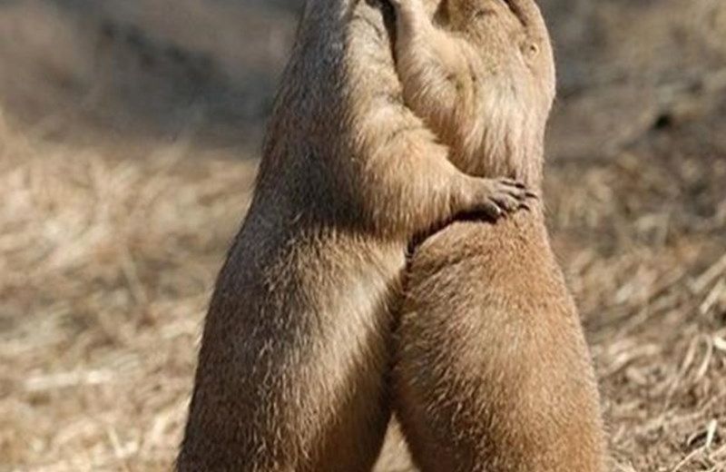 LA MARMOTTE