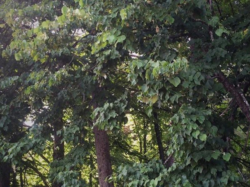 Outdoor Pictures 1