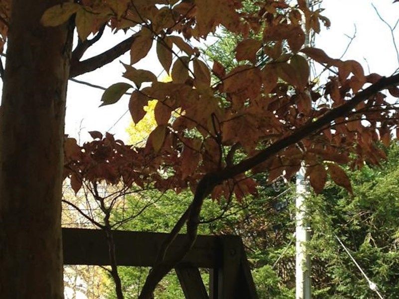 Outdoor Pictures 1