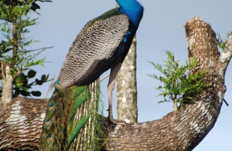 Wayanad Green Meadows Resort