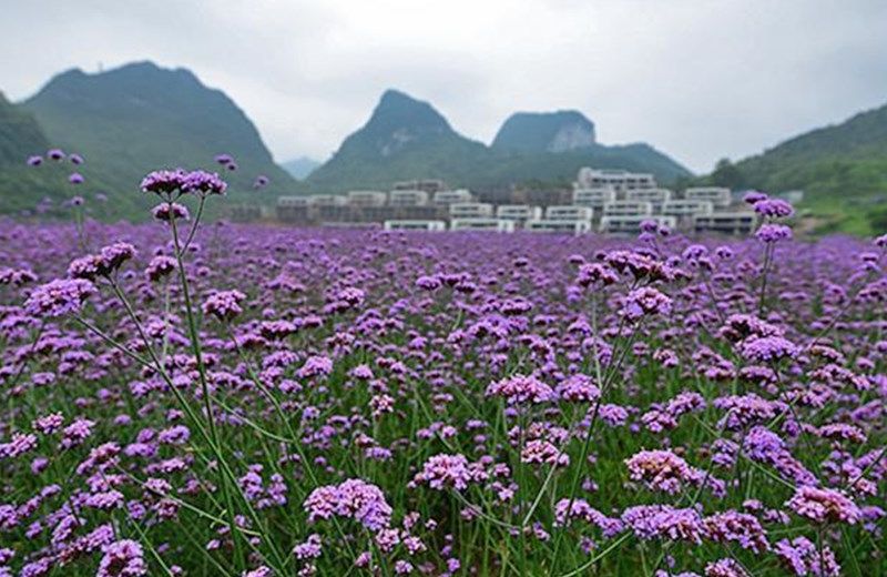 The Emperor Guizhou Libo