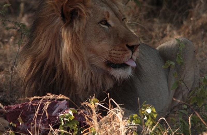 Bushfellows Private Game Lodge