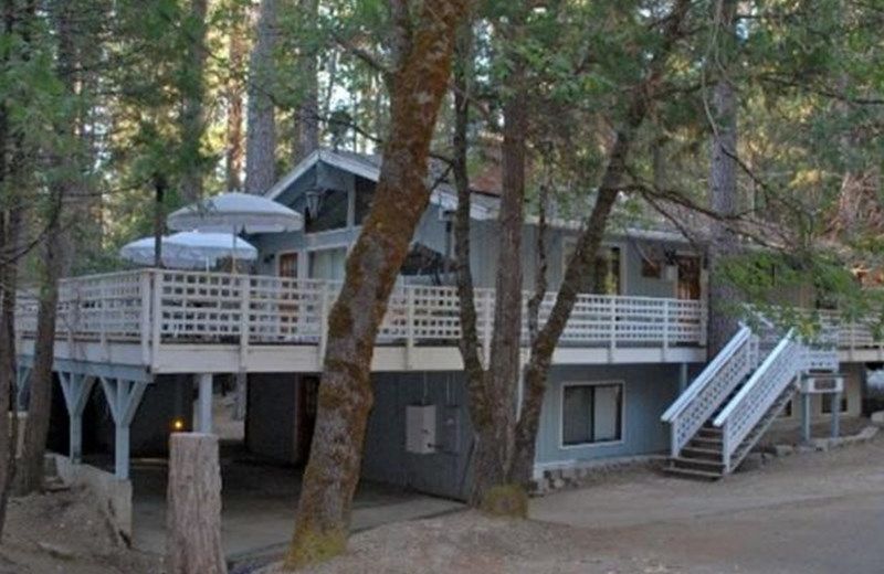 The Tree House II