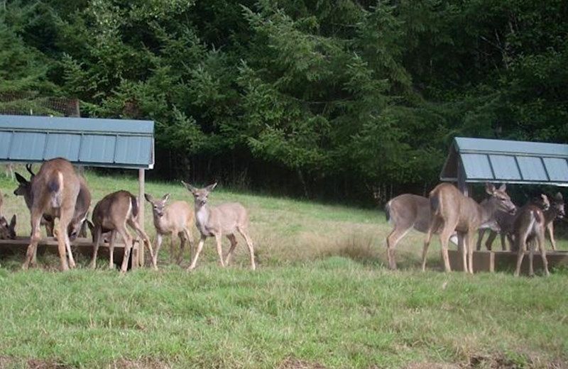 Powder Creek Ranch Bed and Breakfast