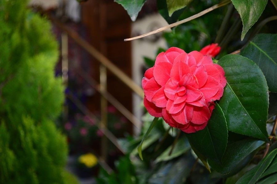 Outdoor Pictures 24