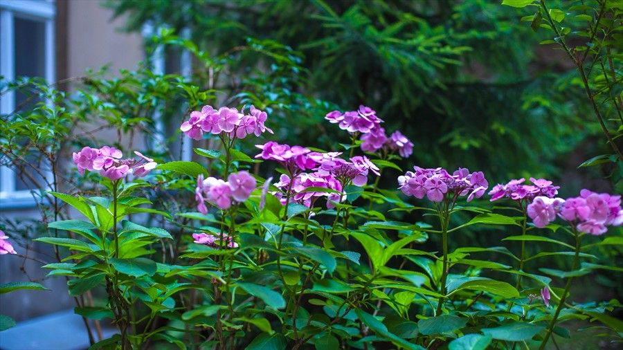 Outdoor Pictures 22