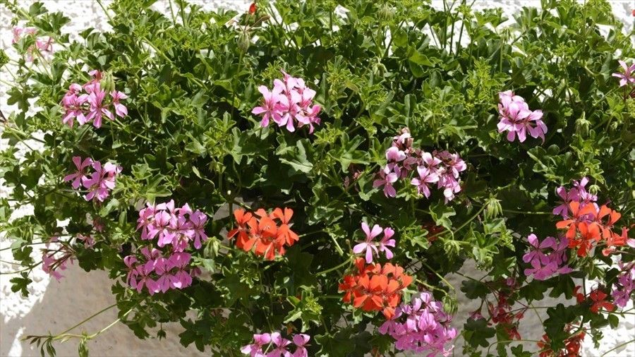 Outdoor Pictures 1